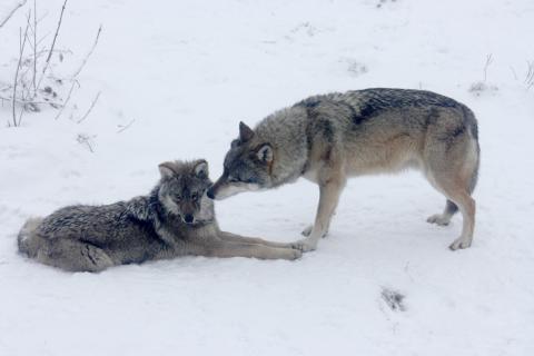 Loups de Chabrières neige